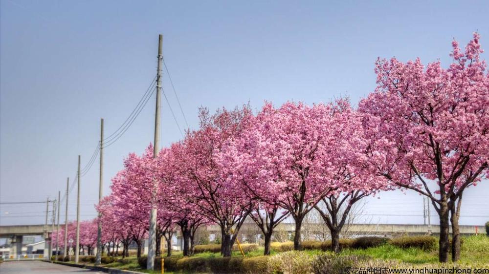 阳光樱_阳光樱价格|阳光樱花小苗|樱花品种