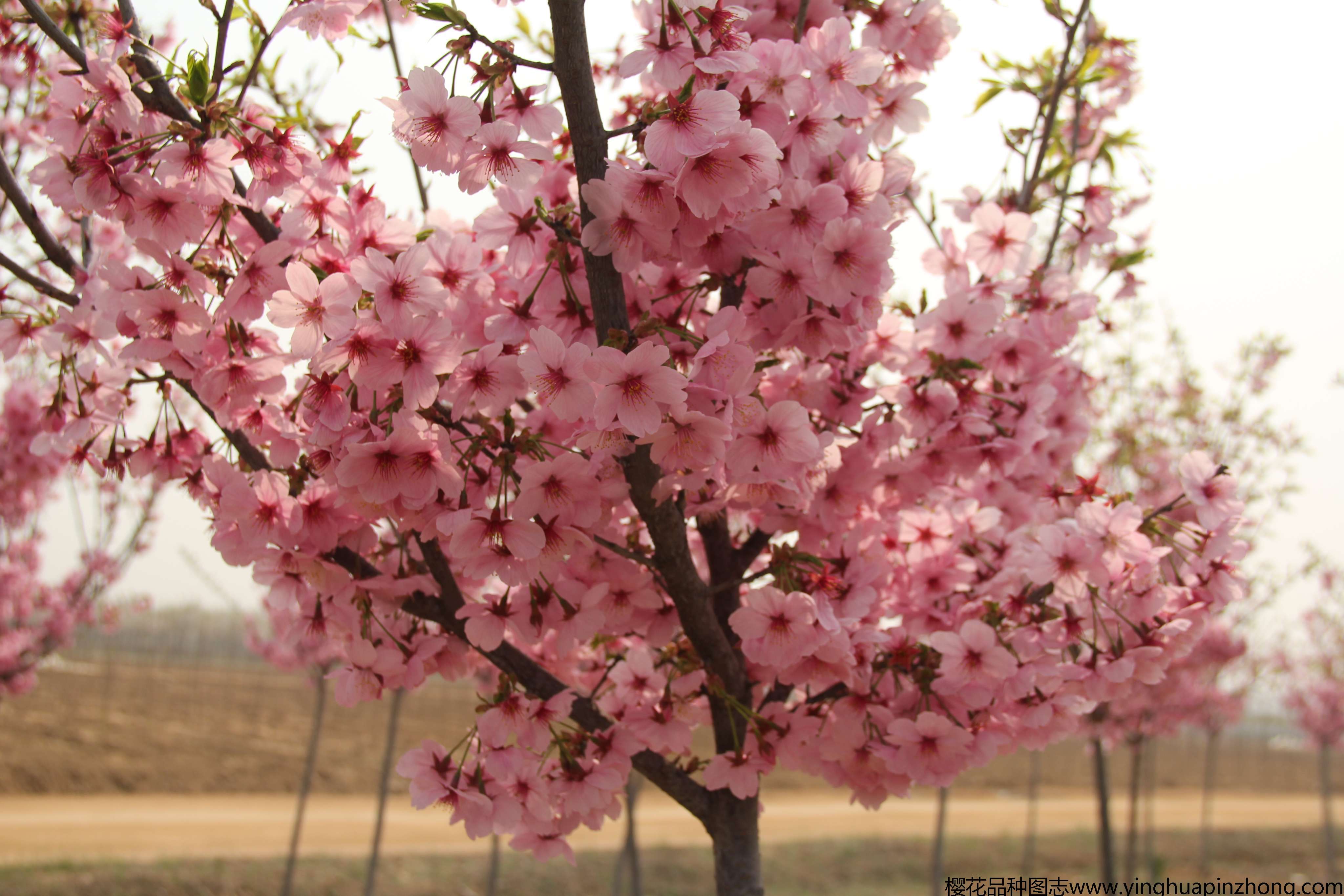 樱花首页 阳光樱